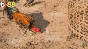 Cá Cược Đá Gà