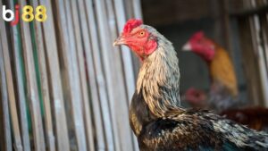 Cách Chăm Sóc Gà Nòi