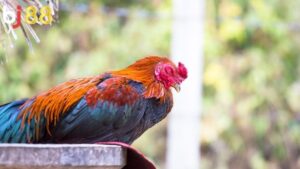 Đá Gà Truyền Thống