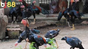 Kỹ Thuật Chọn Gà Chiến